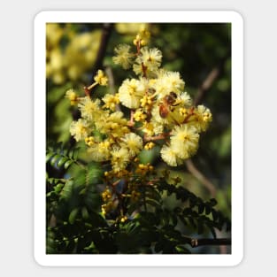 European Honey Bee on Wattle Sticker